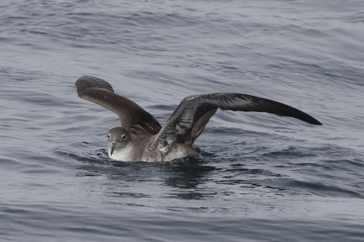 Pink-footed Shearwater - ML646702636