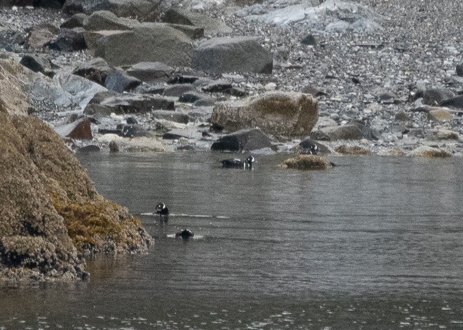Harlequin Duck - ML646702639