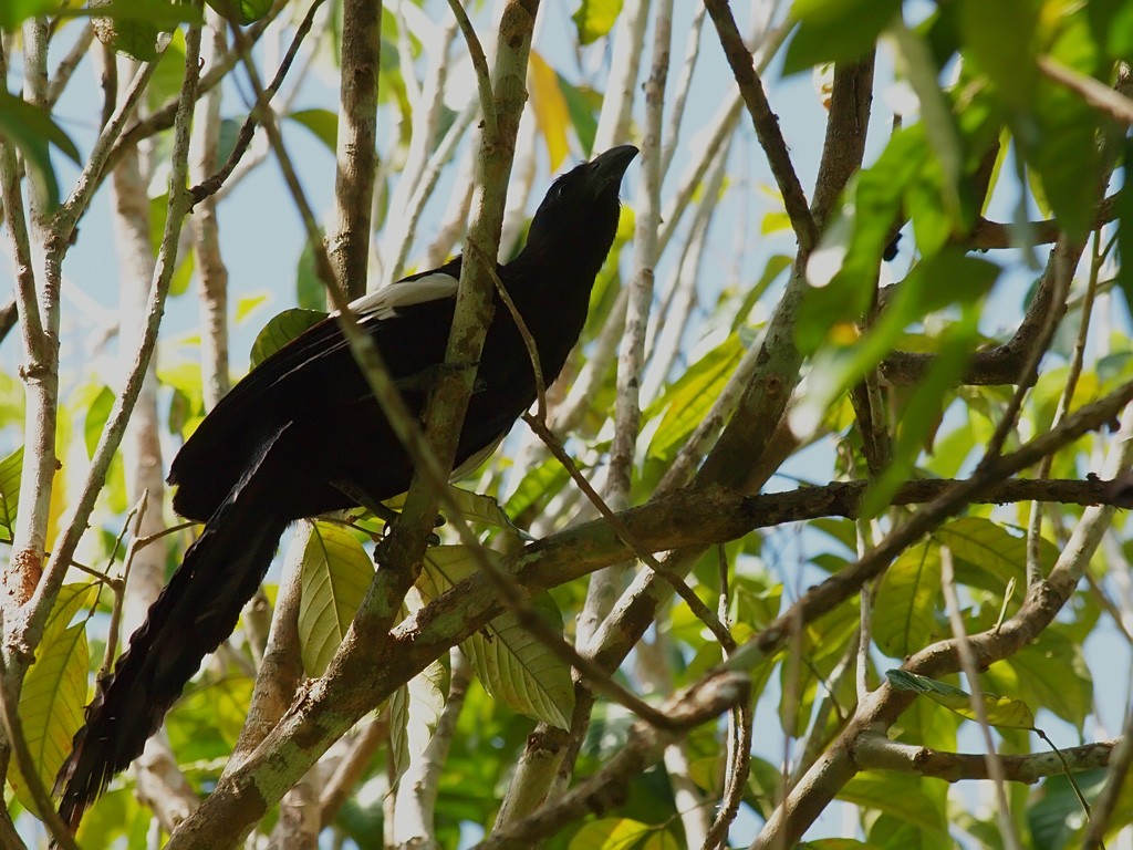 Коукал білокрилий - ML646702640