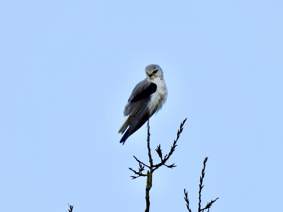 Nibbio bianco - ML646702646