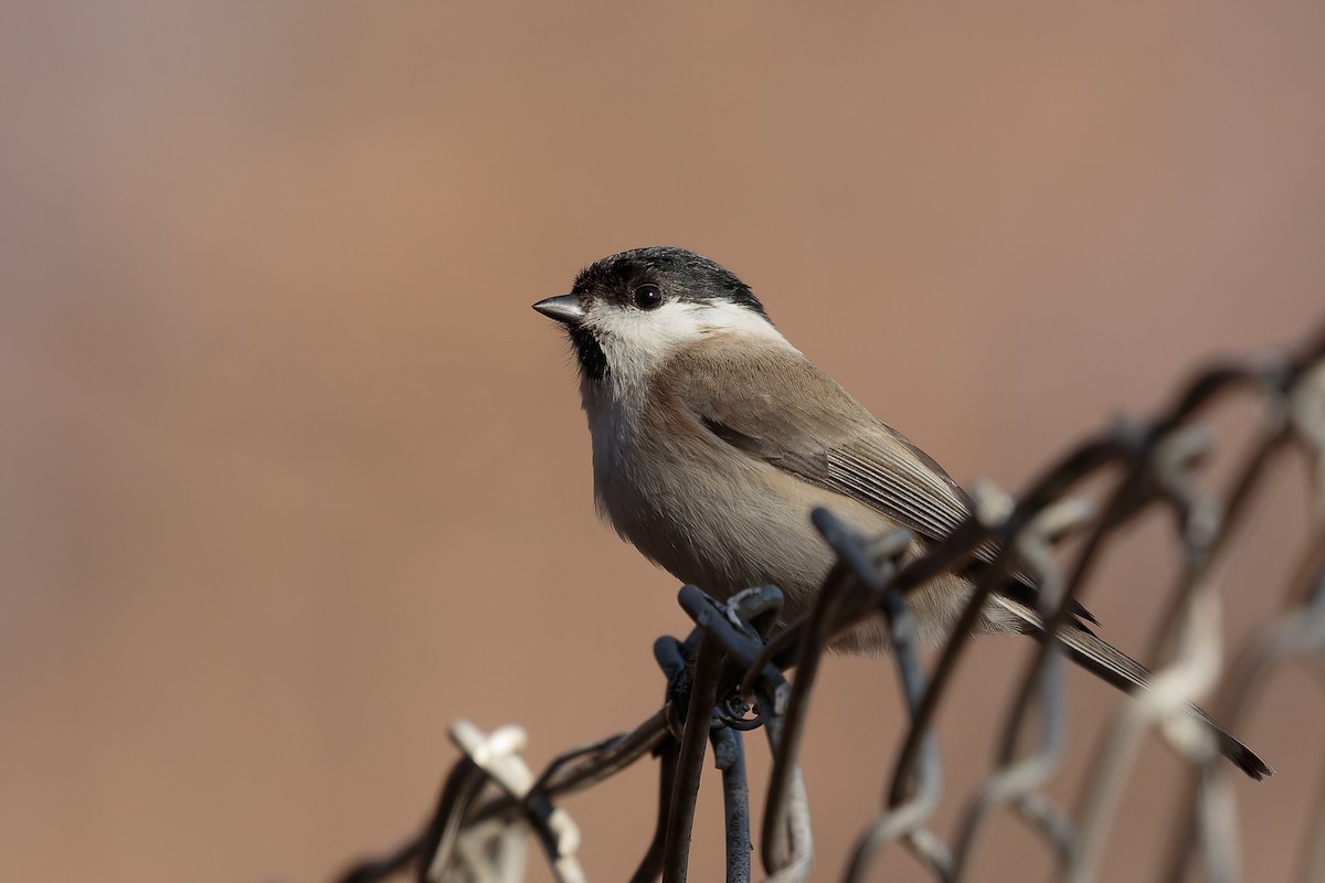 Marsh Tit - ML646702648
