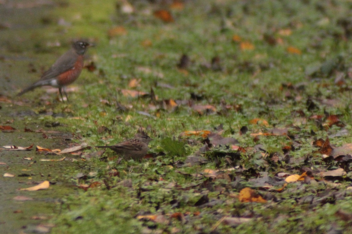 גיבתונית לבנת-כיפה - ML646702650