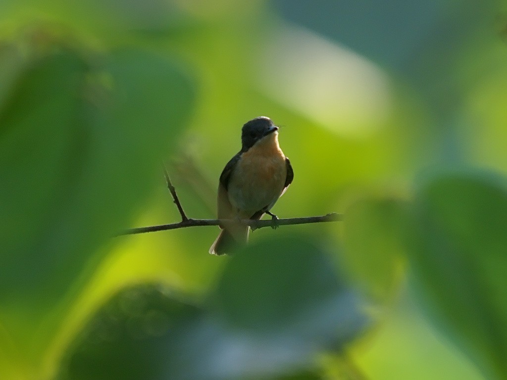 Міагра молуцька - ML646702651