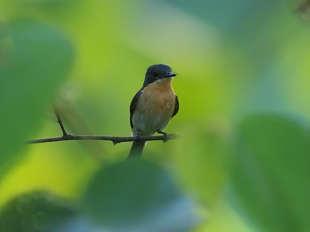 Міагра молуцька - ML646702652