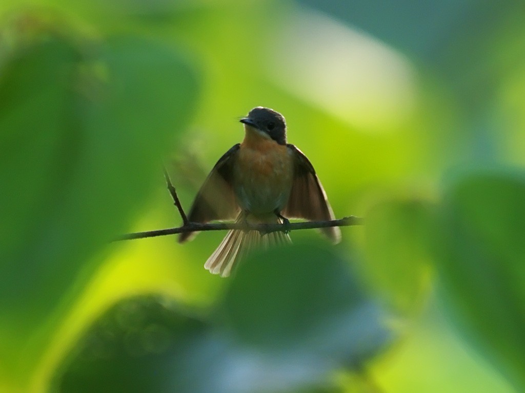 Міагра молуцька - ML646702653