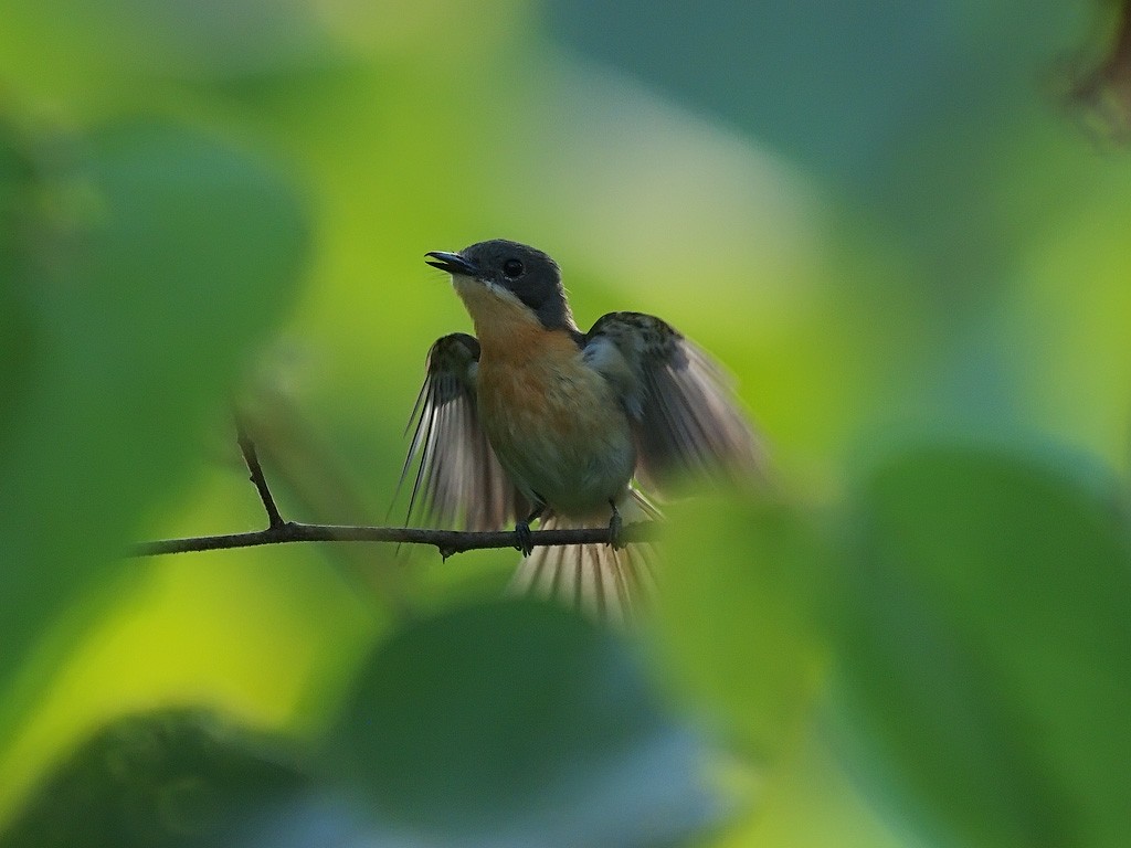 Міагра молуцька - ML646702654