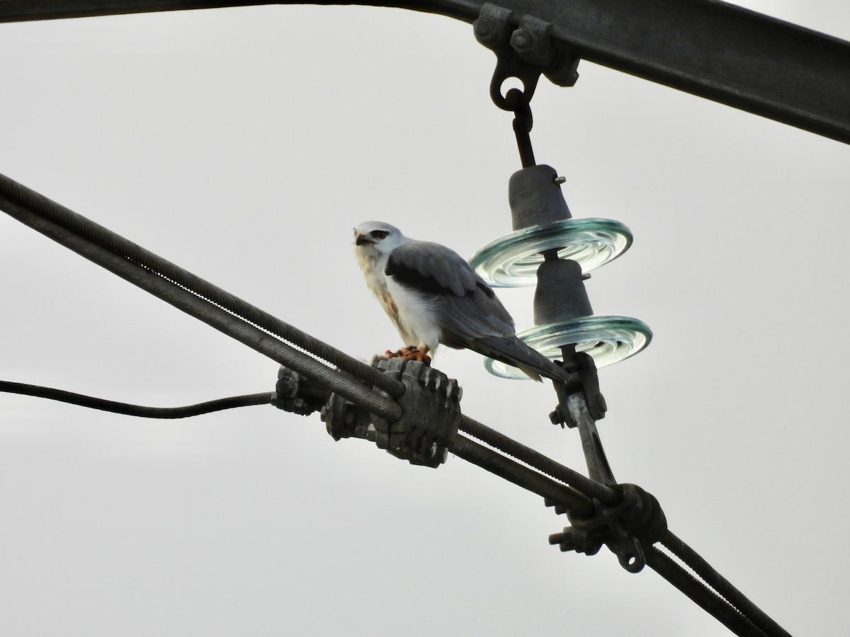 Nibbio bianco - ML646702657