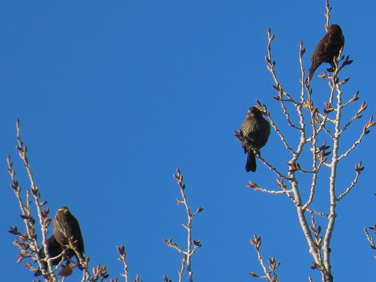 Red-winged Blackbird - ML646702661
