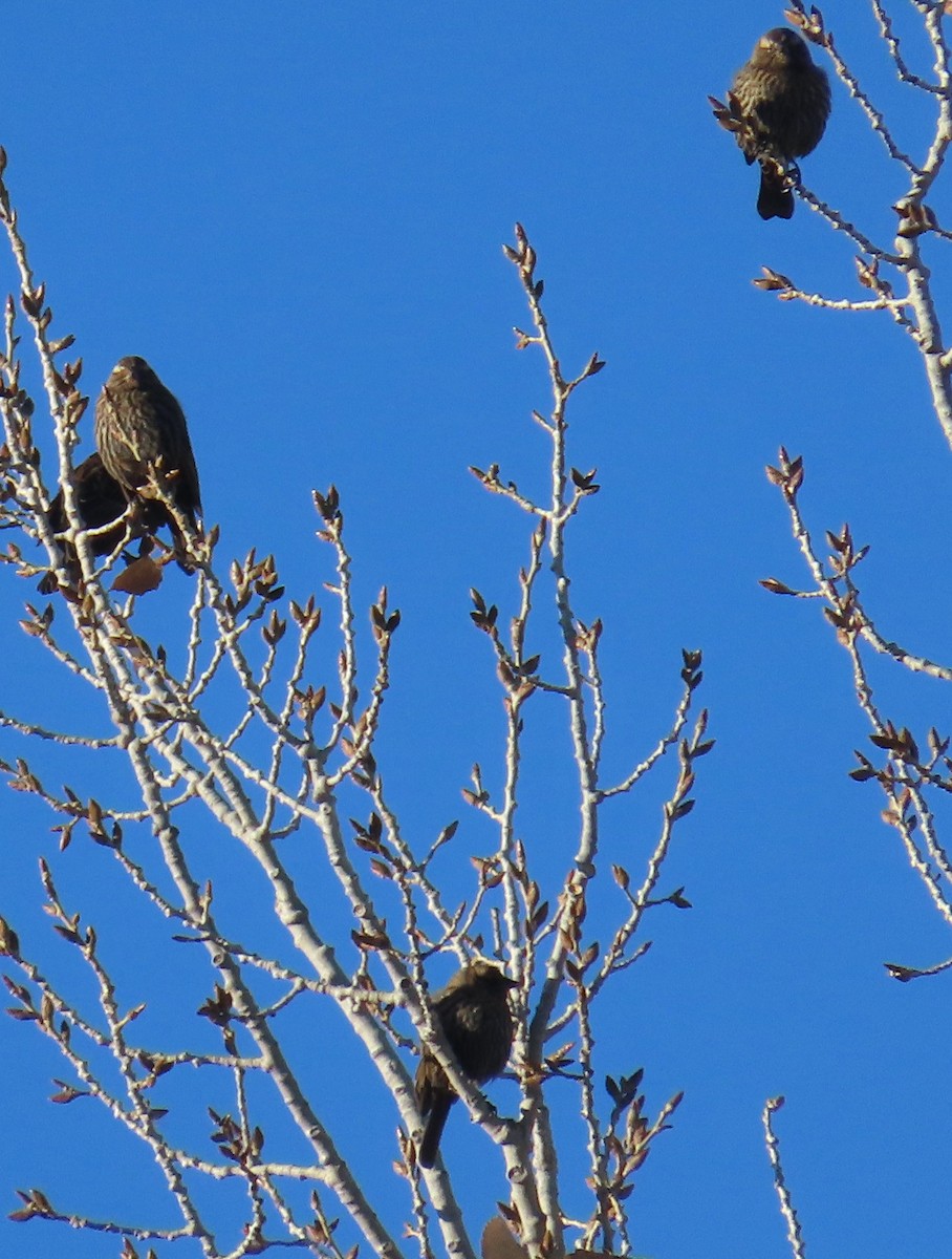 Red-winged Blackbird - ML646702662