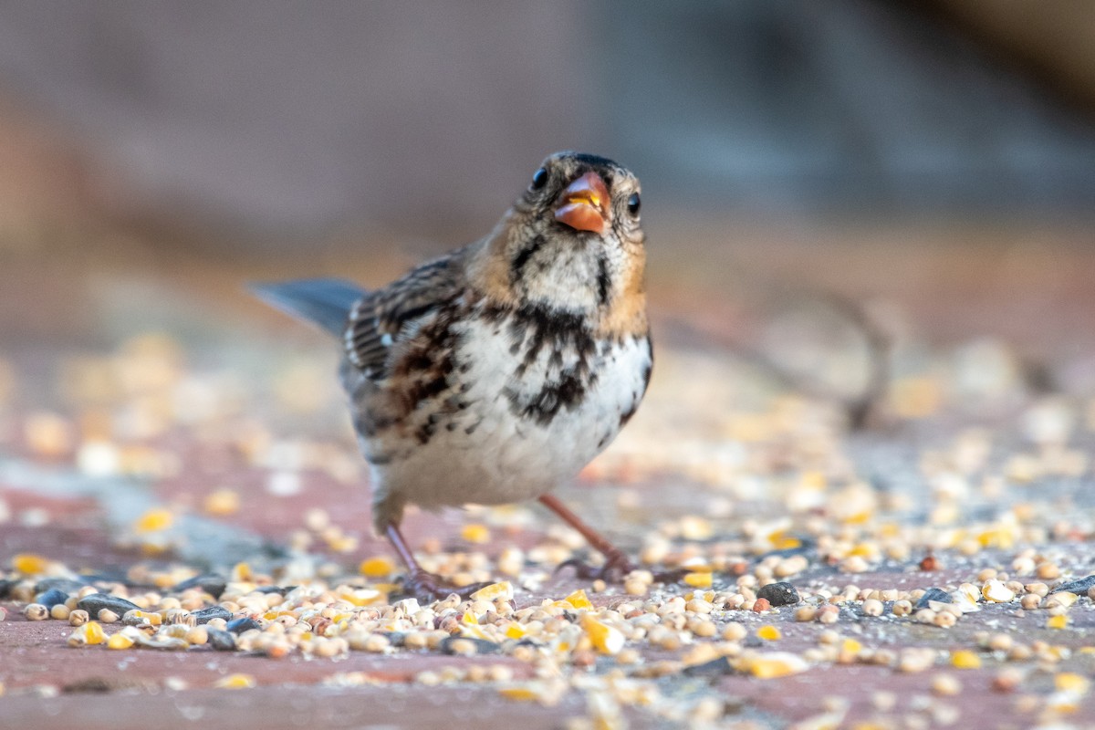 Harris's Sparrow - ML646702663
