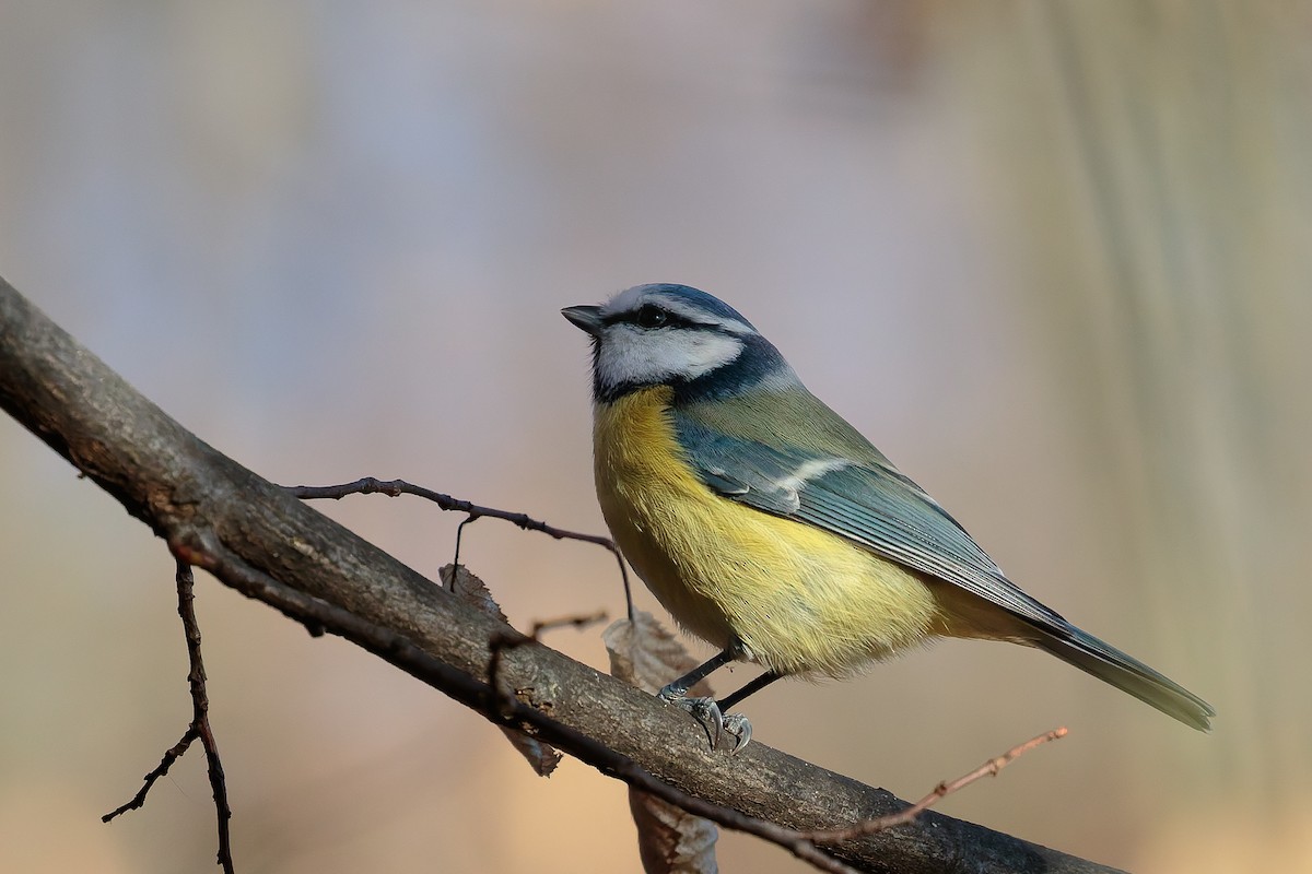 Eurasian Blue Tit - ML646702667