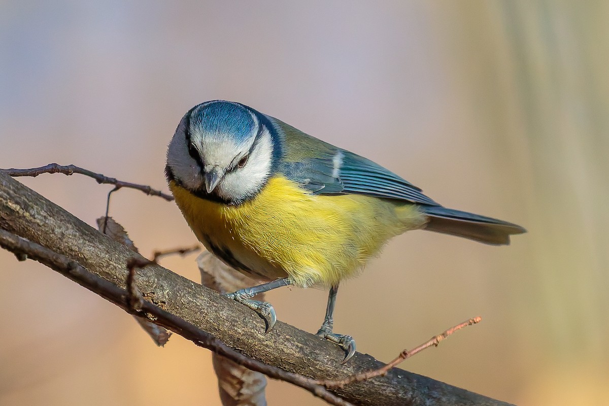 Eurasian Blue Tit - ML646702668