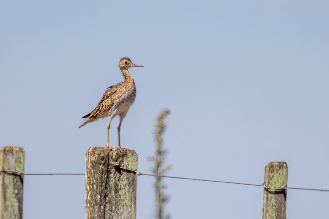 Upland Sandpiper - ML646702669