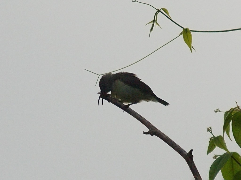 Нектаринка чорна - ML646702671