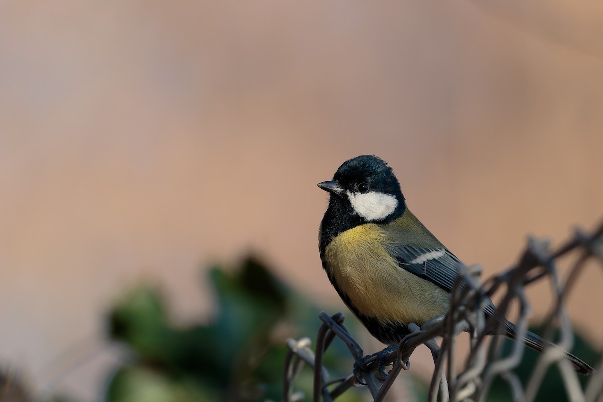 Great Tit - ML646702674