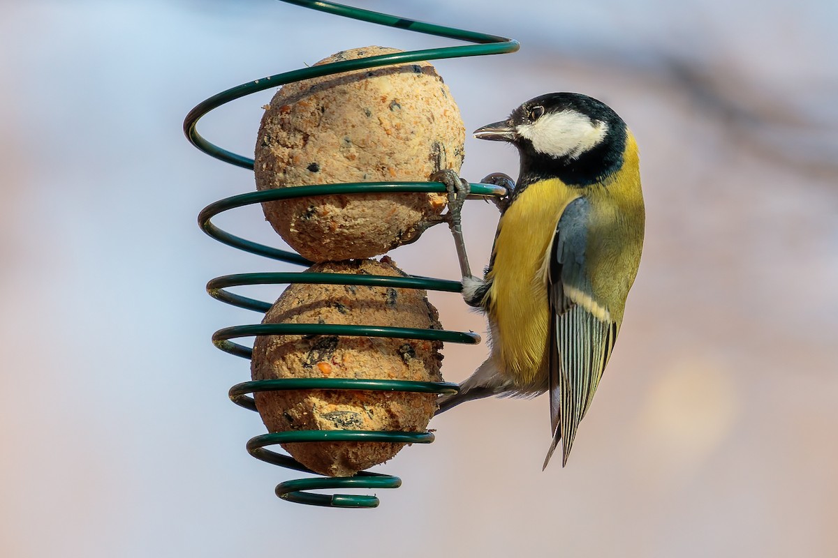 Great Tit - ML646702675