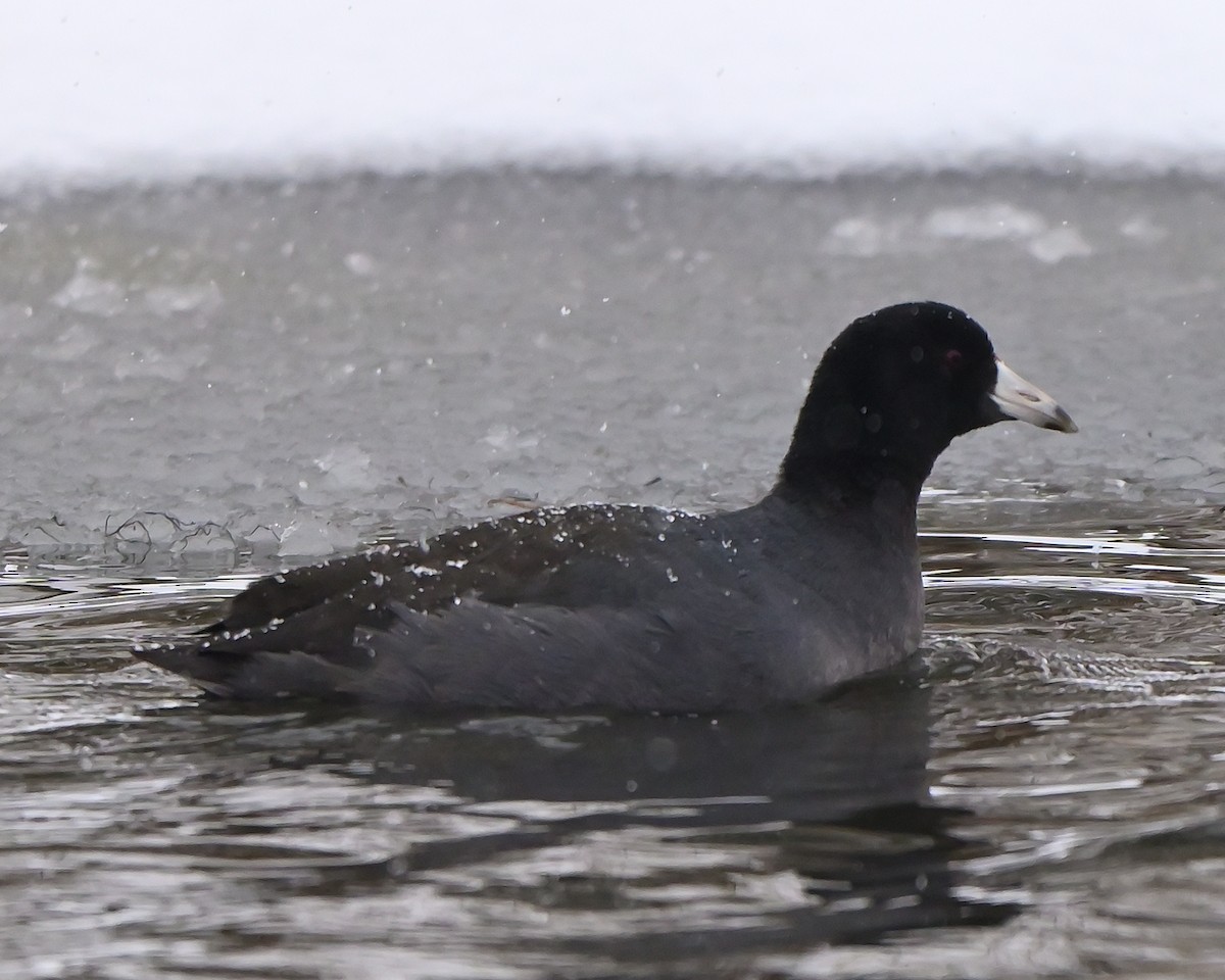 American Coot - ML646702676
