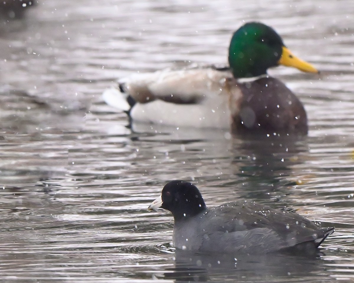American Coot - ML646702678