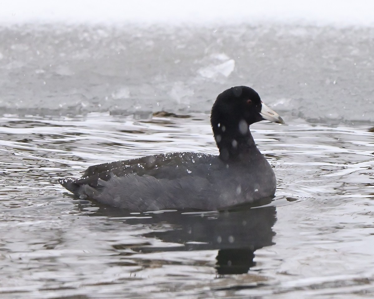 American Coot - ML646702679
