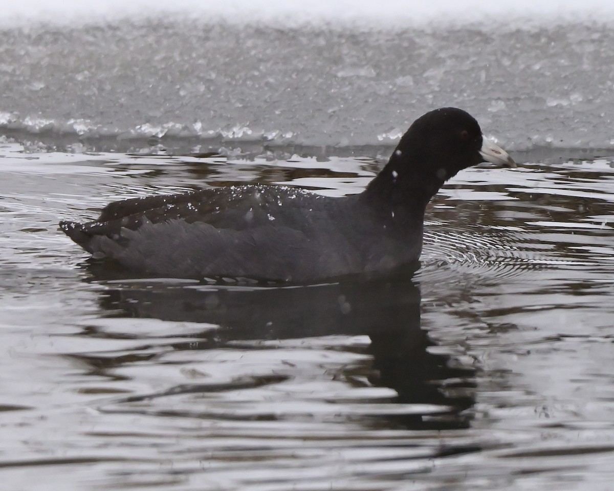 American Coot - ML646702680