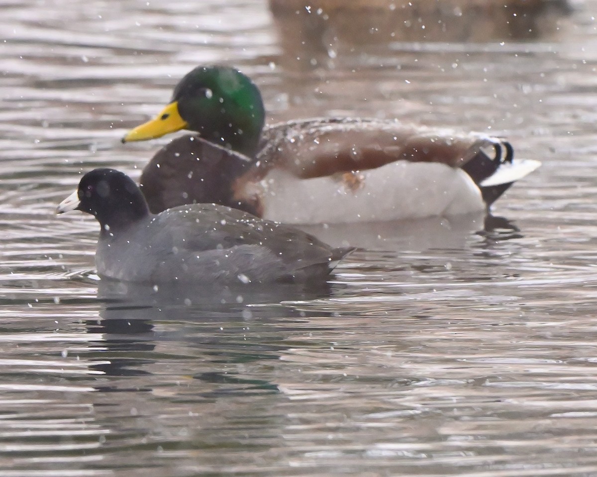 American Coot - ML646702681