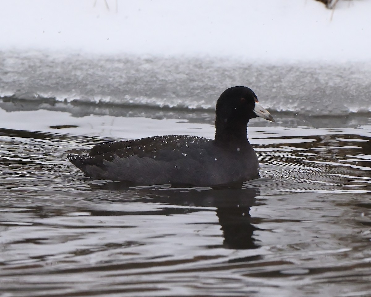 American Coot - ML646702682