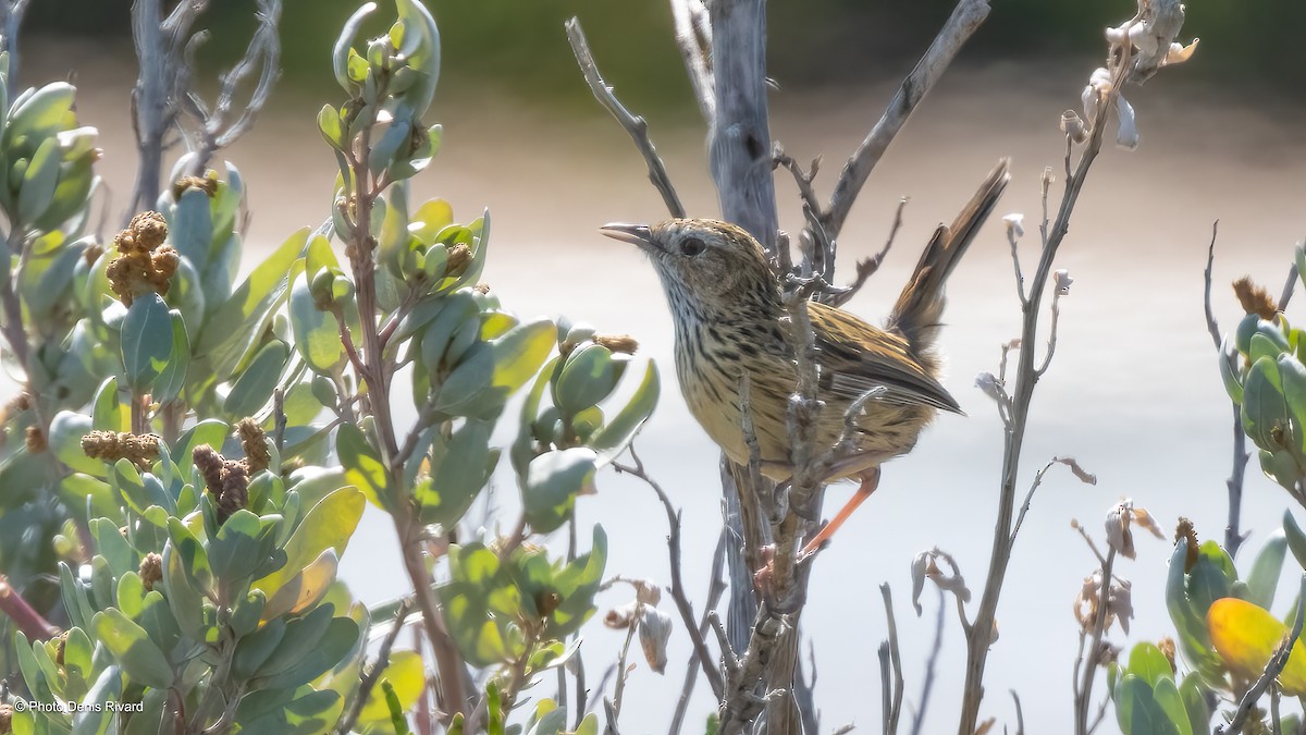 Striated Fieldwren - ML646702683