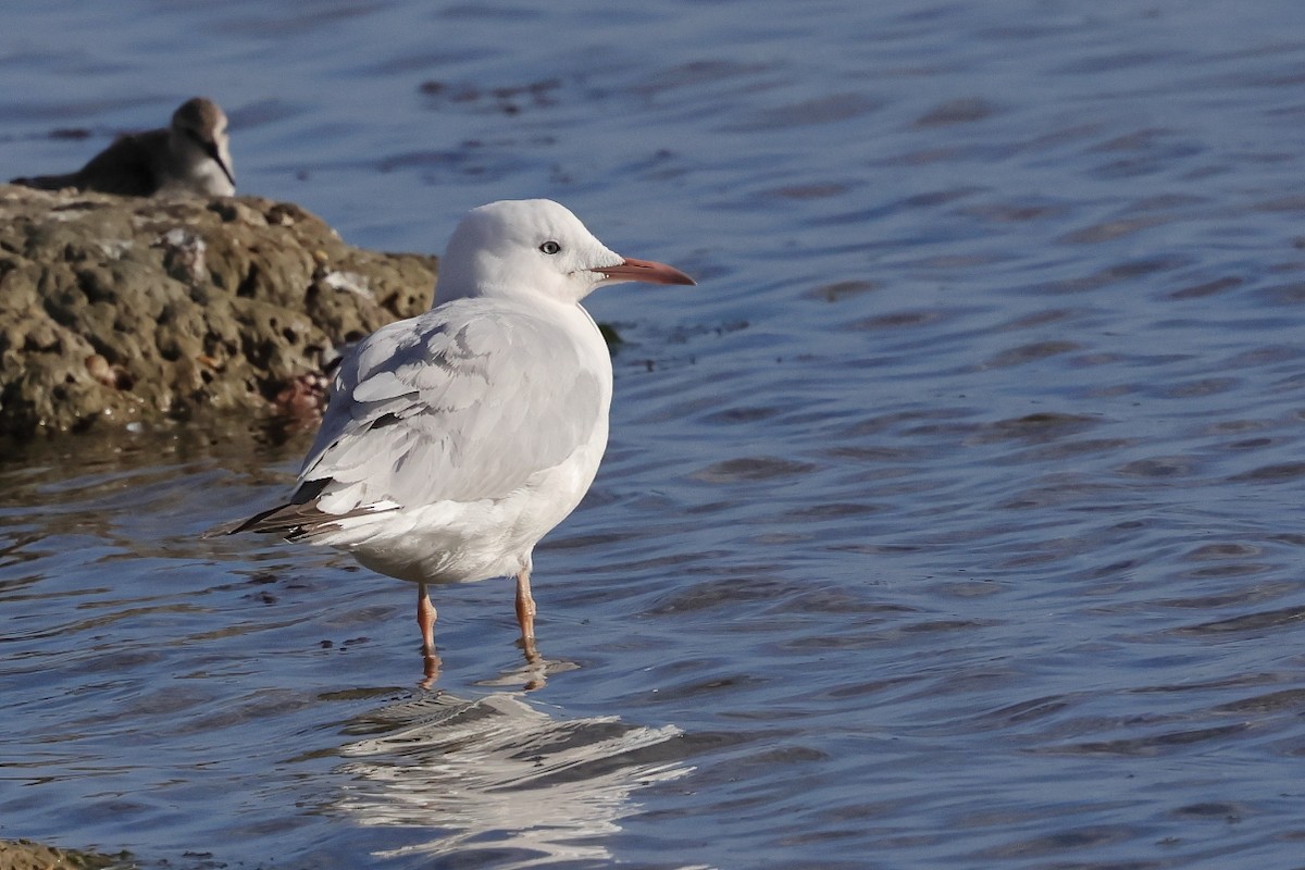 Antxeta mokozorrotza - ML646702684