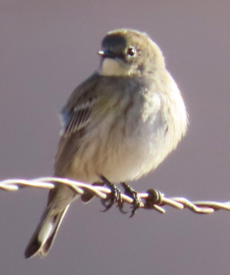 Yellow-rumped Warbler - ML646702685