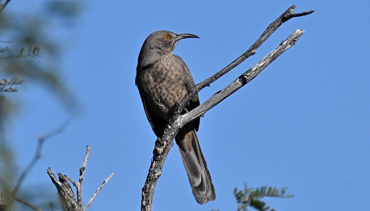 Curve-billed Thrasher - ML646702686