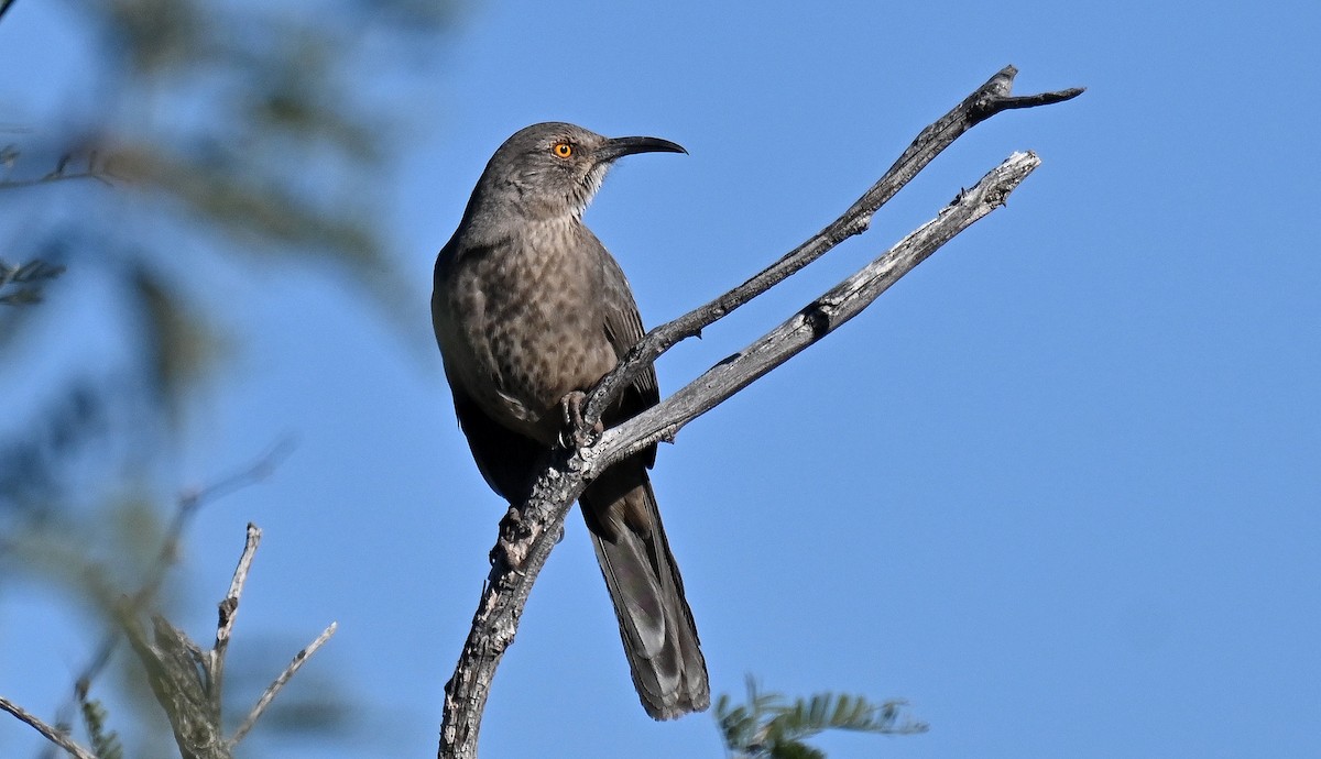 Curve-billed Thrasher - ML646702687