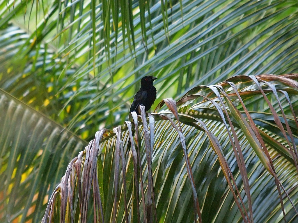 Дронго волохатий (підвид atrocaeruleus) - ML646702688