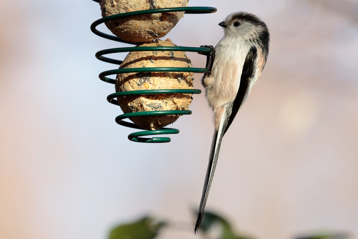 Long-tailed Tit - ML646702691