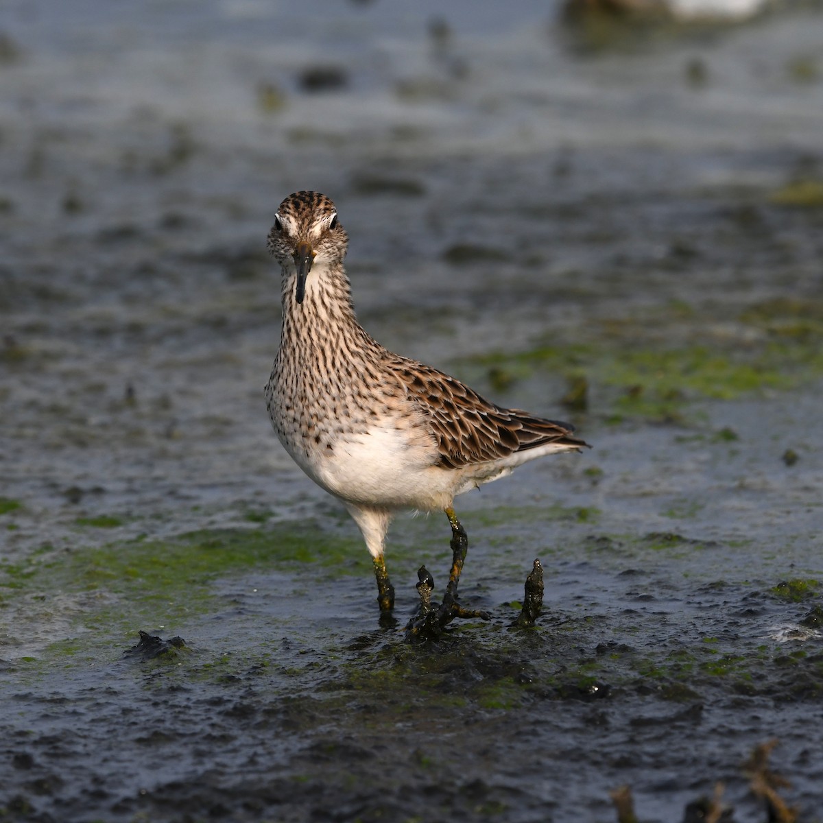 Çizgili Kumkuşu - ML646702694