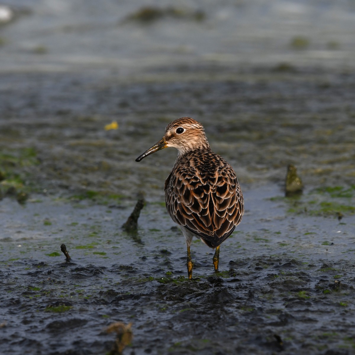 Pectoral Sandpiper - ML646702695