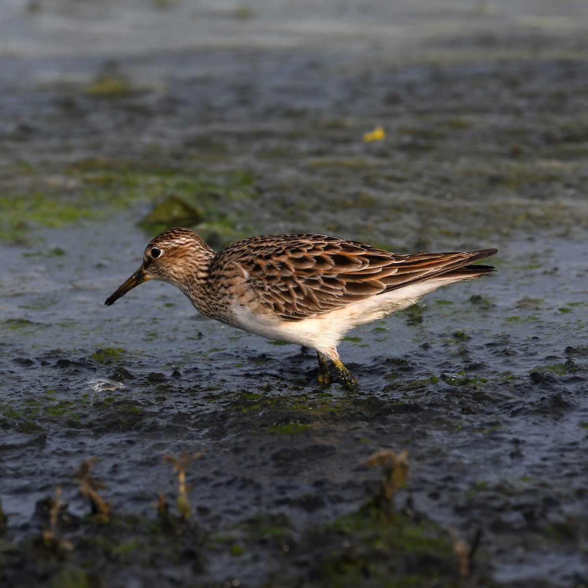 Çizgili Kumkuşu - ML646702696