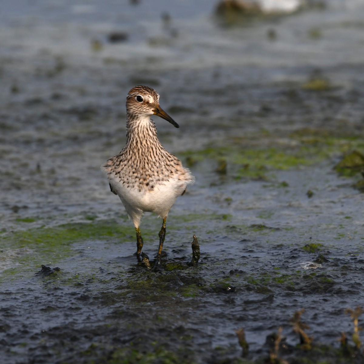 Çizgili Kumkuşu - ML646702697