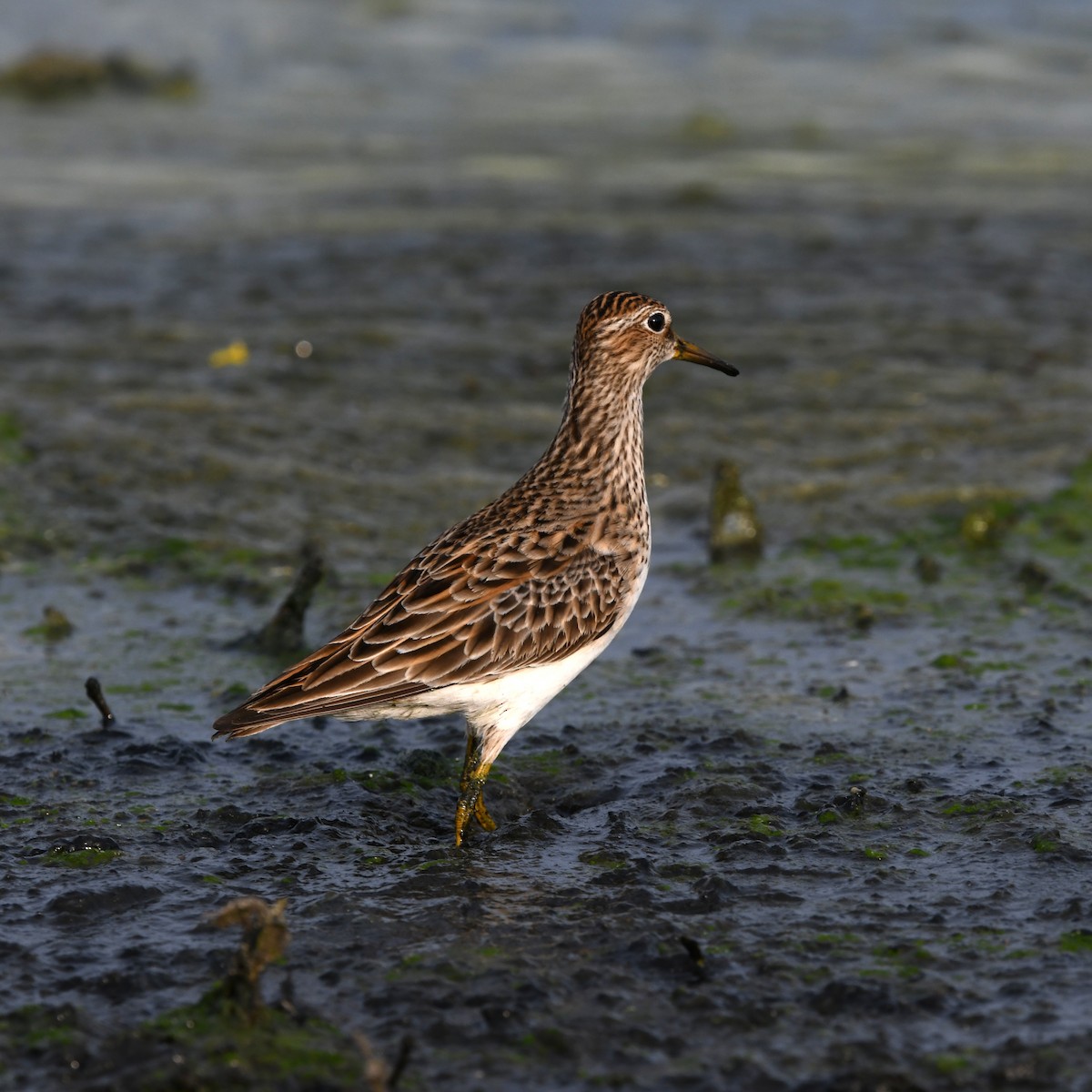 Çizgili Kumkuşu - ML646702698