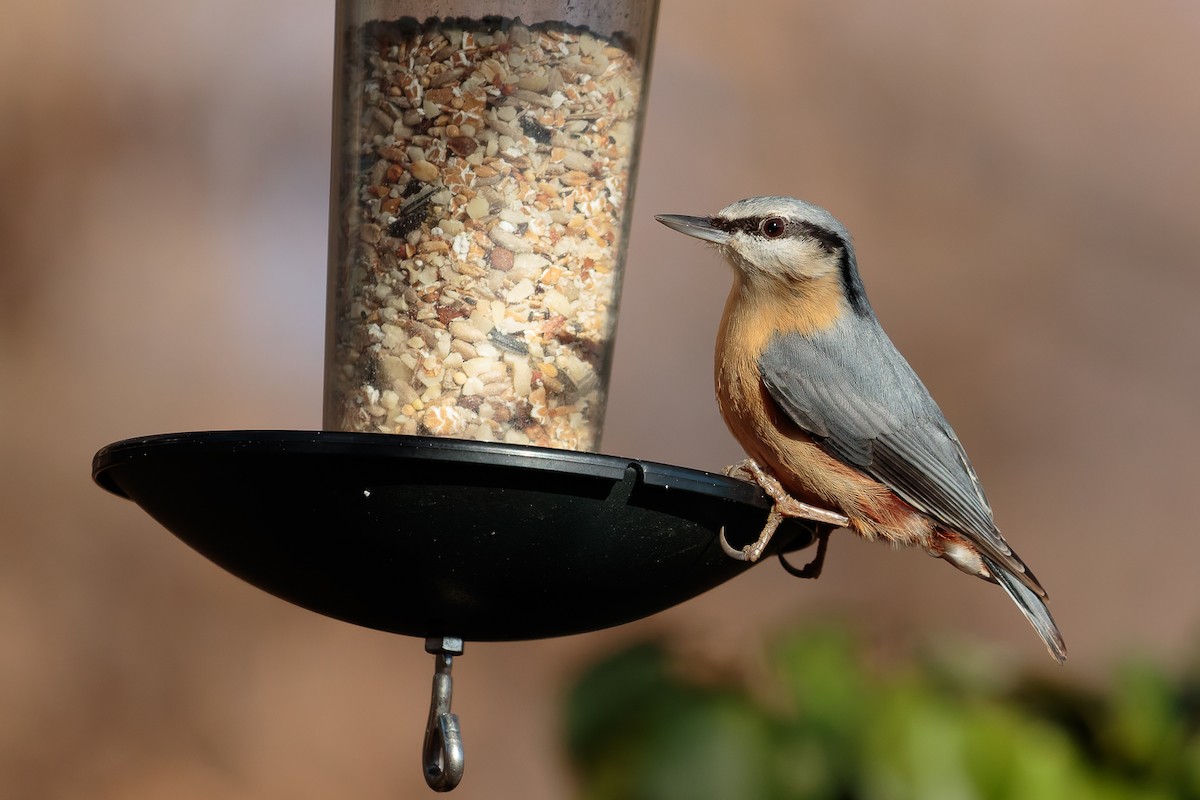 Garrapo eurasiarra - ML646702699