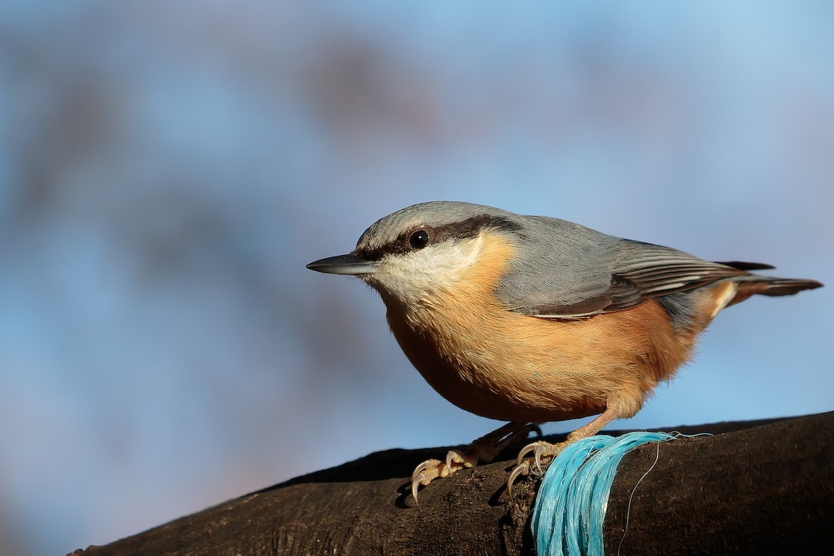 Garrapo eurasiarra - ML646702700