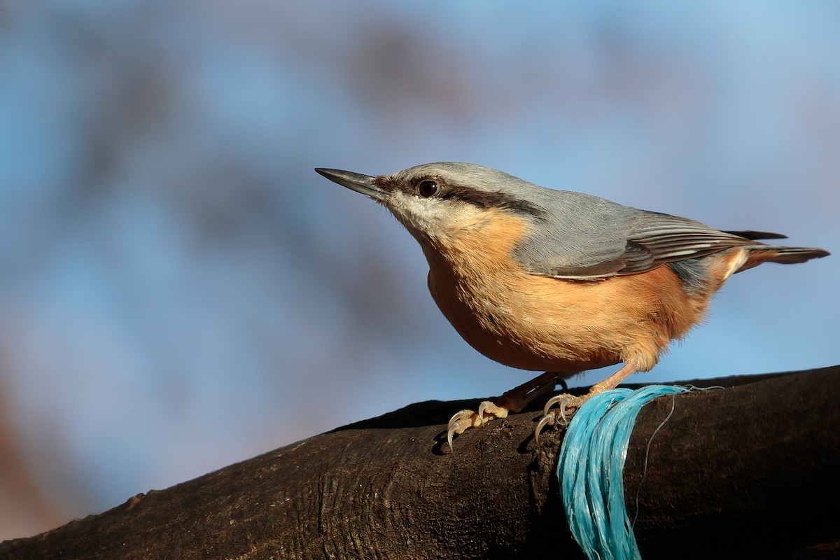 Garrapo eurasiarra - ML646702701