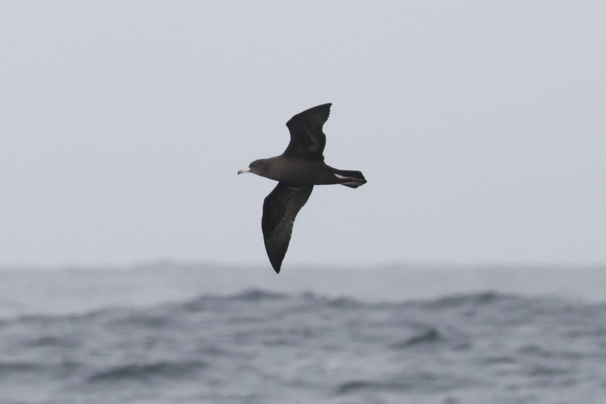 Flesh-footed Shearwater - ML646702705
