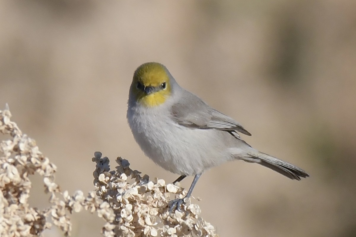 Verdin - ML646702706