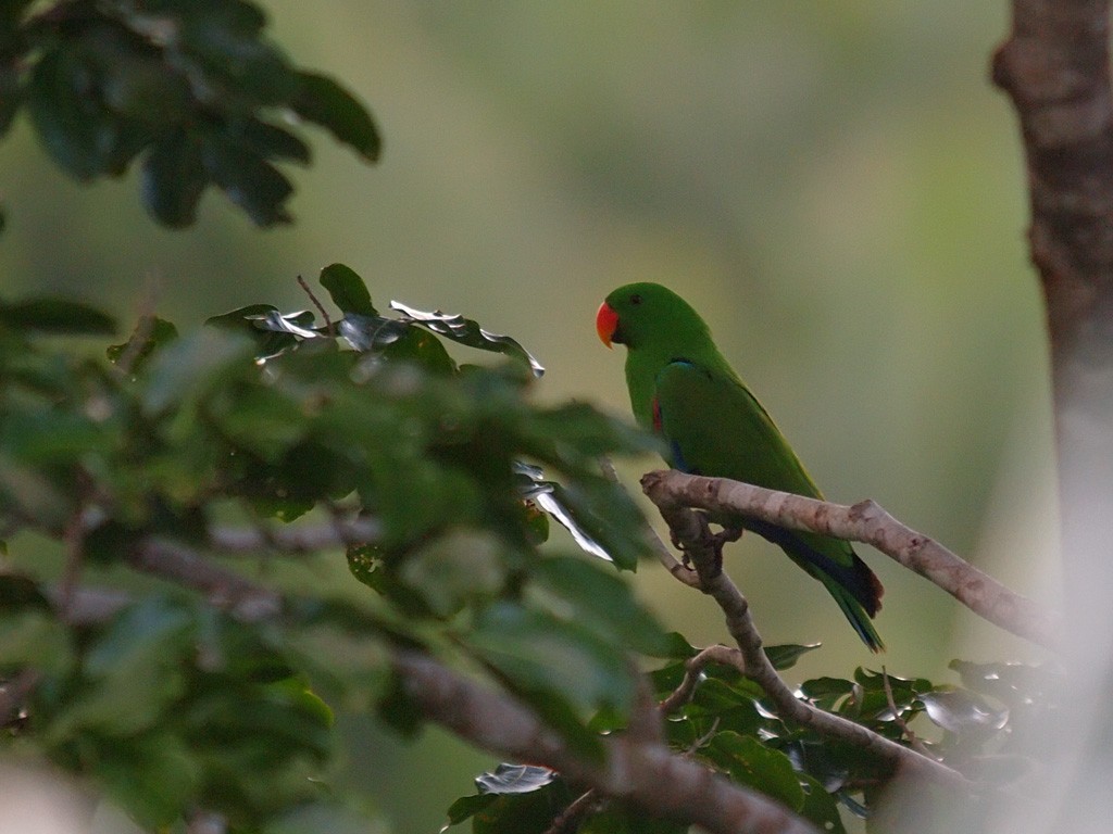 Moluccan Eclectus - ML646702707