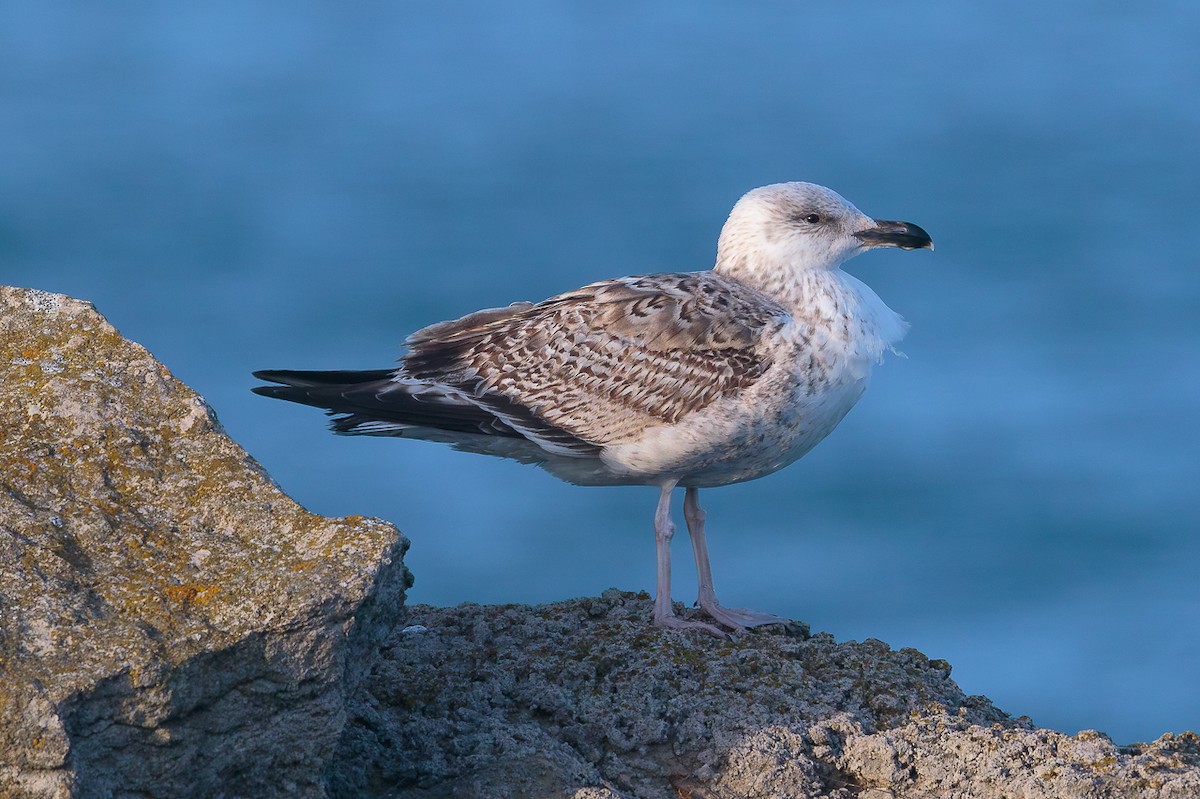 Great Black-backed Gull - ML646702708