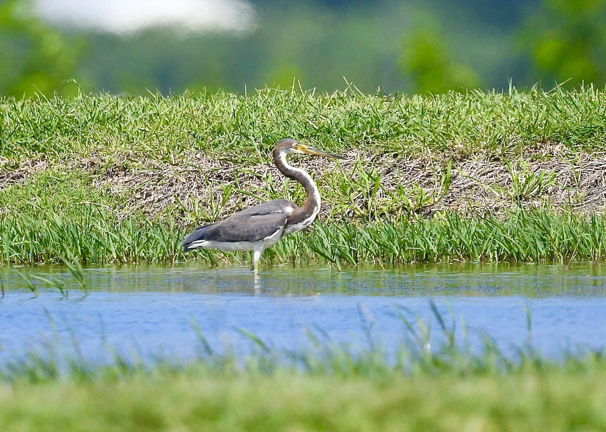 Tricolored Heron - ML646702709
