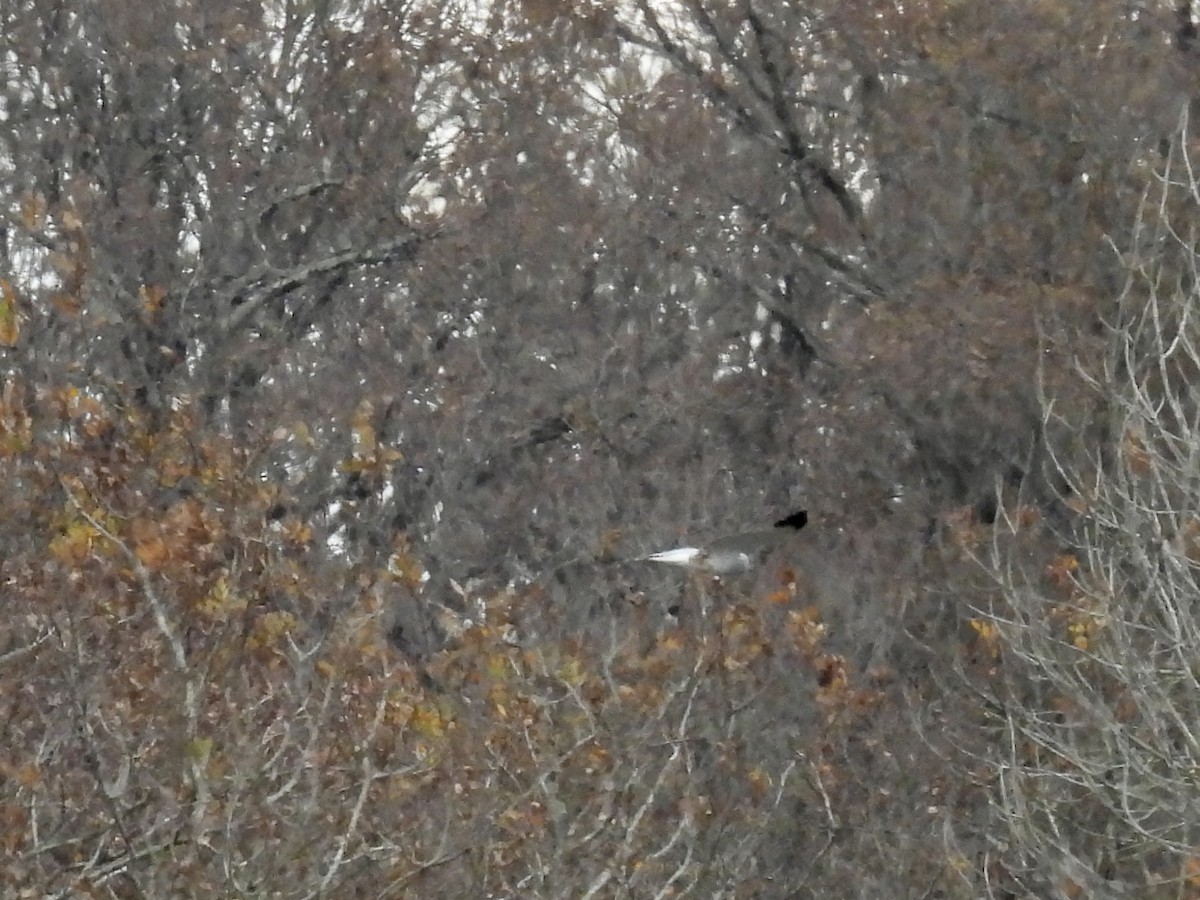 Hen Harrier - ML646702710