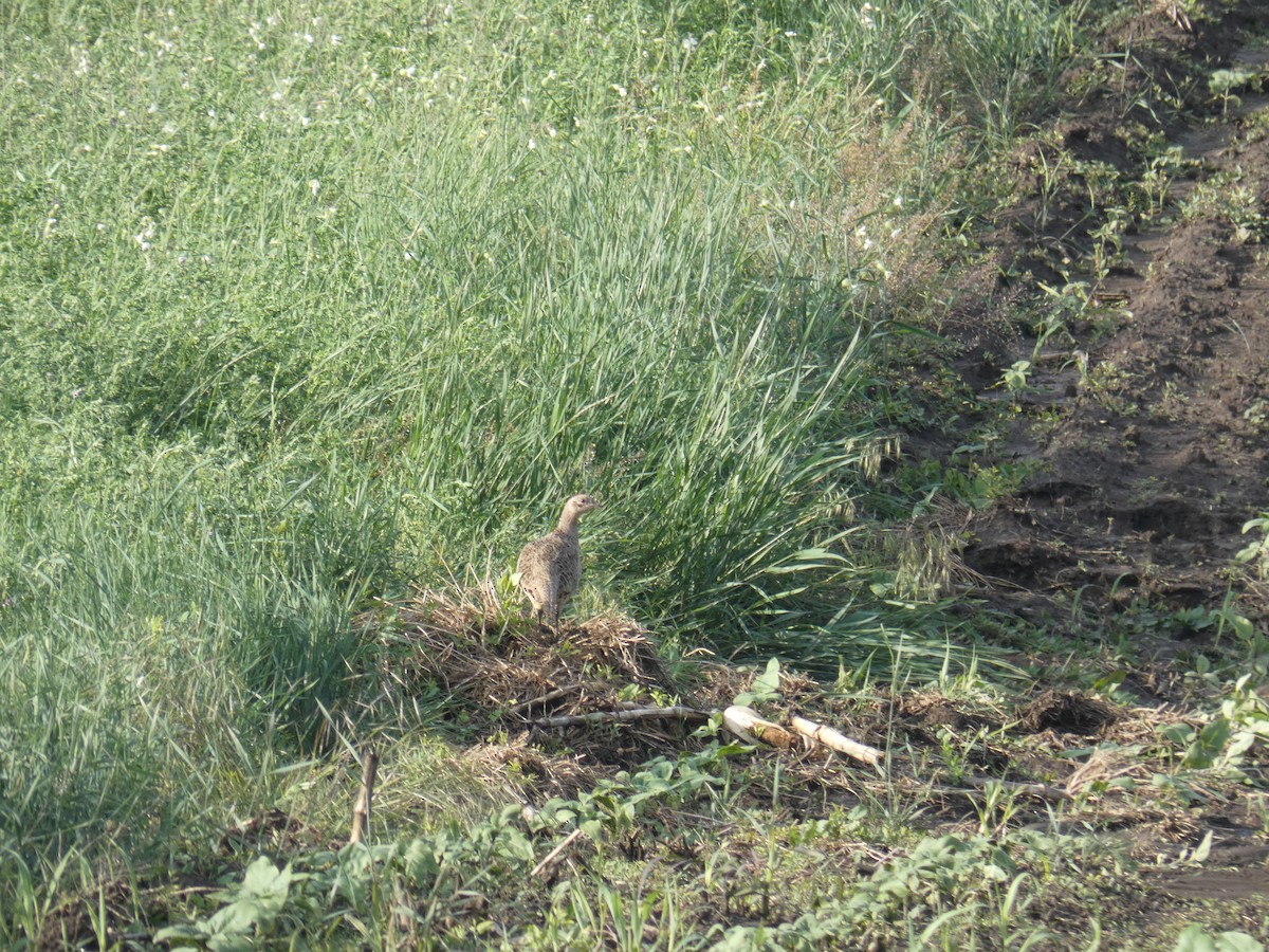 Ring-necked Pheasant - ML646702711