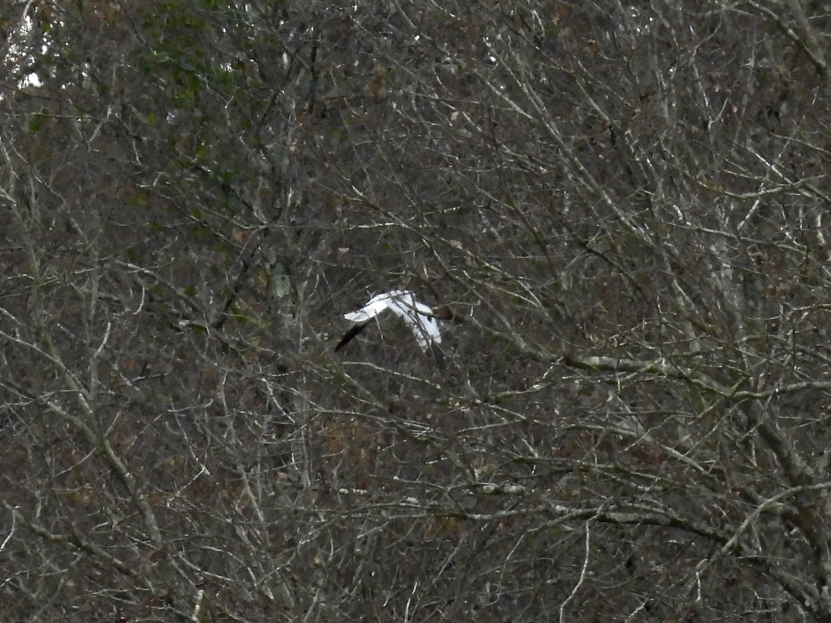 Hen Harrier - ML646702712