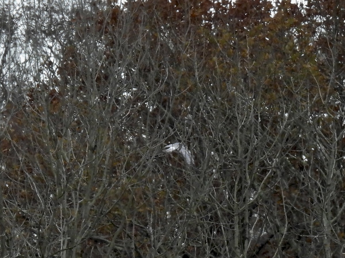Hen Harrier - ML646702713